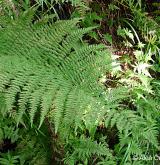 papratka horská <i>(Athyrium distentifolium)</i> / List