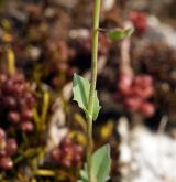 penízek prorostlý <i>(Thlaspi perfoliatum)</i>