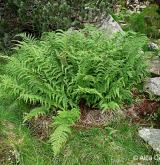 papratka horská <i>(Athyrium distentifolium)</i> / Habitus