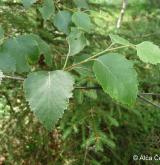 bříza pýřitá <i>(Betula pubescens)</i> / List
