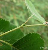bříza pýřitá <i>(Betula pubescens)</i> / Ostatní