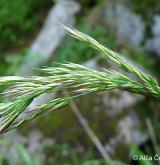 třtina rákosovitá <i>(Calamagrostis arundinacea)</i> / Plod