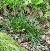 ostřice prstnatá <i>(Carex digitata)</i> / Habitus