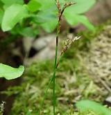 ostřice prstnatá <i>(Carex digitata)</i> / Plod