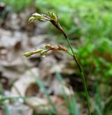 ostřice prstnatá <i>(Carex digitata)</i> / Plod