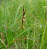 ostřice blešní <i>(Carex pulicaris)</i> / Plod