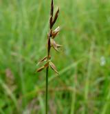 ostřice blešní <i>(Carex pulicaris)</i> / Plod