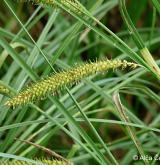 ostřice zobánkatá <i>(Carex rostrata)</i> / Plod