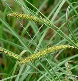 ostřice zobánkatá <i>(Carex rostrata)</i> / Plod