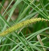 ostřice zobánkatá <i>(Carex rostrata)</i> / Plod