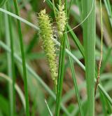 ostřice zobánkatá <i>(Carex rostrata)</i> / Plod