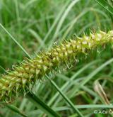 ostřice zobánkatá <i>(Carex rostrata)</i> / Plod