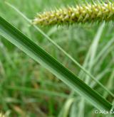 ostřice zobánkatá <i>(Carex rostrata)</i> / Plod