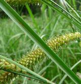 ostřice zobánkatá <i>(Carex rostrata)</i> / Plod