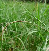 ostřice zobánkatá <i>(Carex rostrata)</i> / Ostatní