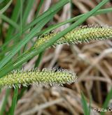 ostřice zobánkatá <i>(Carex rostrata)</i> / Květ/Květenství