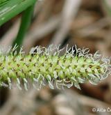 ostřice zobánkatá <i>(Carex rostrata)</i> / Květ/Květenství