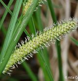 ostřice zobánkatá <i>(Carex rostrata)</i> / Květ/Květenství