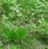 ostřice stinná <i>(Carex umbrosa)</i> / Habitus