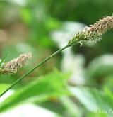 ostřice stinná <i>(Carex umbrosa)</i> / Květ/Květenství