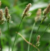 ostřice stinná <i>(Carex umbrosa)</i> / Květ/Květenství