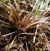 ostřice stinná <i>(Carex umbrosa)</i> / Ostatní