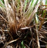 ostřice stinná <i>(Carex umbrosa)</i> / Ostatní