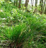 ostřice stinná <i>(Carex umbrosa)</i> / Habitus