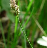 ostřice stinná <i>(Carex umbrosa)</i> / Květ/Květenství