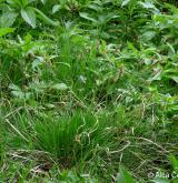 ostřice stinná <i>(Carex umbrosa)</i> / Habitus