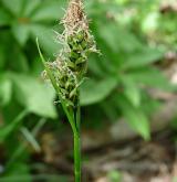 ostřice stinná <i>(Carex umbrosa)</i> / Květ/Květenství