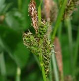 ostřice stinná <i>(Carex umbrosa)</i> / Květ/Květenství