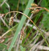 ostřice vrchovištní <i>(Carex paupercula)</i> / Plod