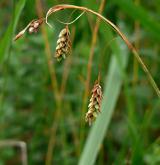 ostřice vrchovištní <i>(Carex paupercula)</i> / Plod