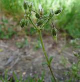 rožec pětimužný <i>(Cerastium semidecandrum)</i> / Květ/Květenství