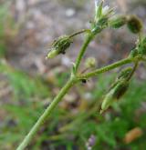 rožec pětimužný <i>(Cerastium semidecandrum)</i> / Květ/Květenství