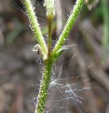 rožec pětimužný <i>(Cerastium semidecandrum)</i> / Stonek
