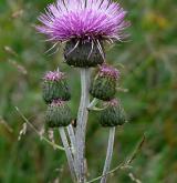 pcháč různolistý  <i>(Cirsium heterophyllum)</i>