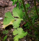 koriandr setý <i>(Coriandrum sativum)</i> / List