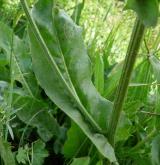 škarda velkoúborná <i>(Crepis conyzifolia)</i> / List