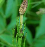 přeslička bahenní <i>(Equisetum palustre)</i> / Květ/Květenství