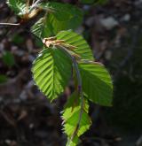 buk lesní <i>(Fagus sylvatica)</i> / Větve a pupeny