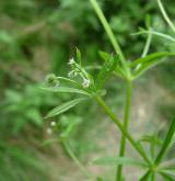 svízel přítula <i>(Galium aparine)</i> / Květ/Květenství