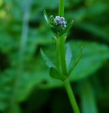 svízel bahenní <i>(Galium palustre)</i> / Květ/Květenství