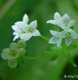 svízel slatinný <i>(Galium uliginosum)</i> / Květ/Květenství