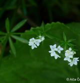 svízel slatinný <i>(Galium uliginosum)</i> / Květ/Květenství