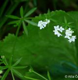 svízel slatinný <i>(Galium uliginosum)</i> / Květ/Květenství