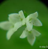 svízel slatinný <i>(Galium uliginosum)</i> / Květ/Květenství