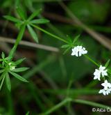 svízel slatinný <i>(Galium uliginosum)</i> / Květ/Květenství