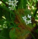 svízel slatinný <i>(Galium uliginosum)</i> / Květ/Květenství